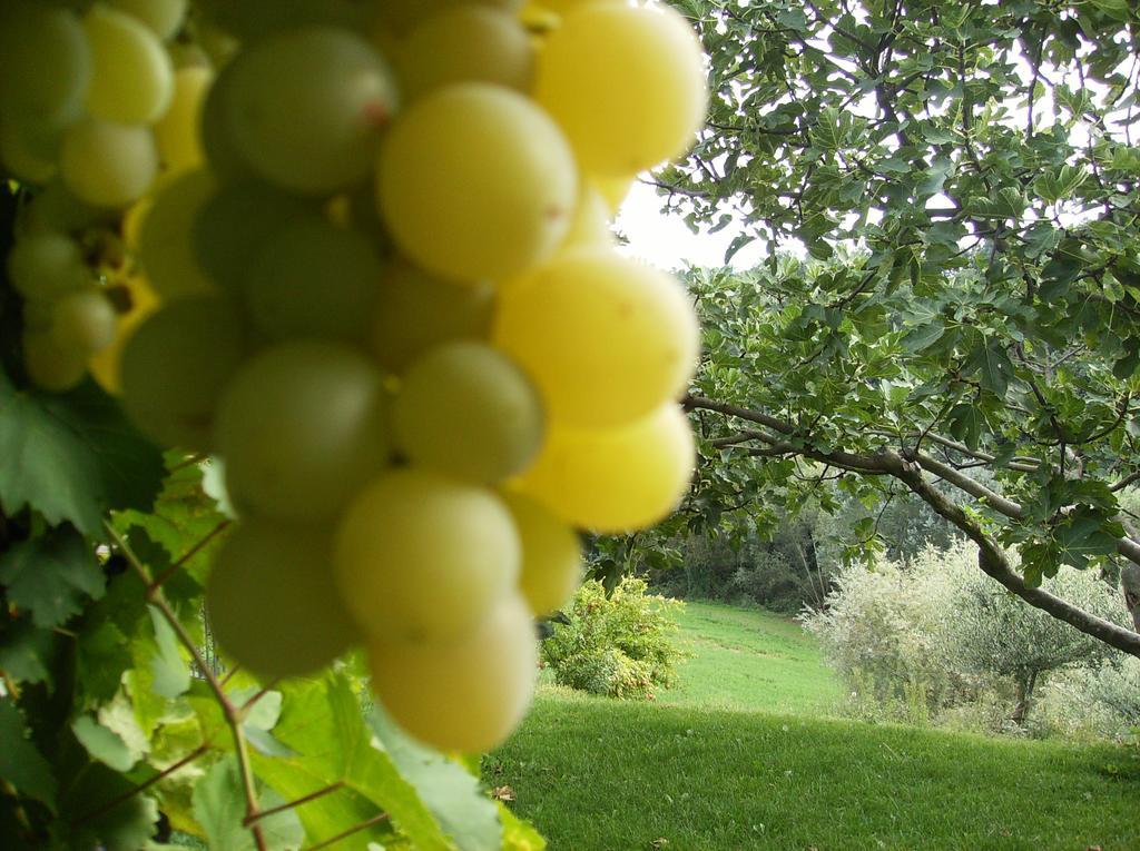 Agriturismo Casa Garello Salice Terme Eksteriør billede